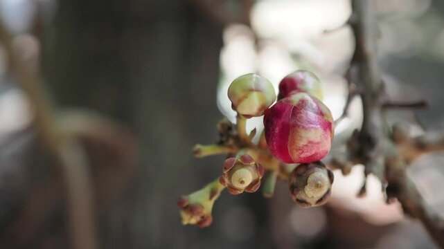 Sal tree flowers and fruits are revered according to Buddhist beliefs.