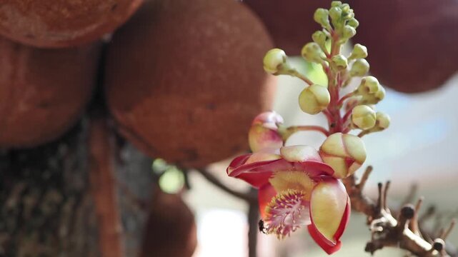 Sal tree flowers and fruits are revered according to Buddhist beliefs.