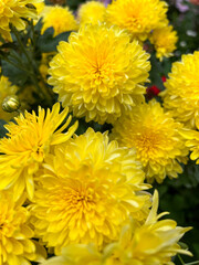 Obraz premium Bright yellow chrysanthemum flowers close up