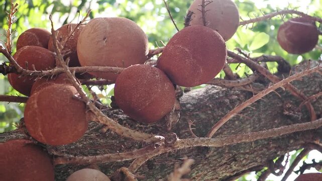 Sal tree flowers and fruits are revered according to Buddhist beliefs.