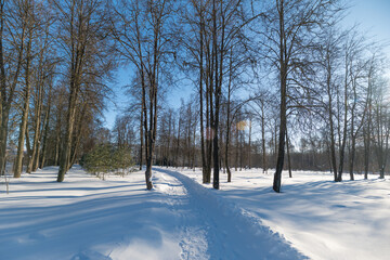 Obraz premium Wintry icy landscape. Tranquil winter scene featuring frostcovered trees and dark shadows. Peaceful snowladen woodland accentuated by icy shadows and frosty branches
