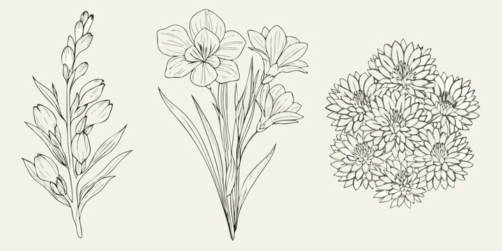 Vintage botanical illustration of freesia narcissus and stock flowers