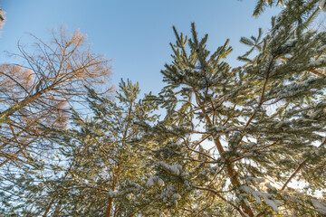 Obraz premium Towering pine trunks reaching toward clear sky, upward composition emphasizes scale and serenity, crisp cold tones, versatile for adventure and mindfulness content