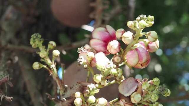 Sal tree flowers and fruits are revered according to Buddhist beliefs.