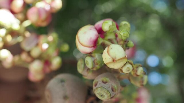 Sal tree flowers and fruits are revered according to Buddhist beliefs.