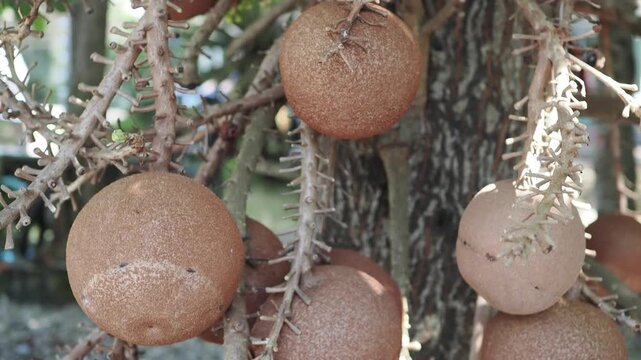 Sal tree flowers and fruits are revered according to Buddhist beliefs.