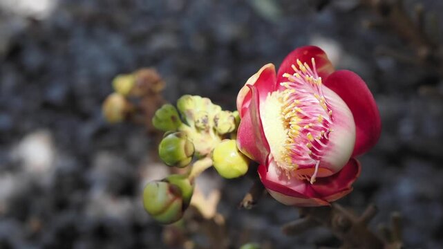 Sal tree flowers and fruits are revered according to Buddhist beliefs.