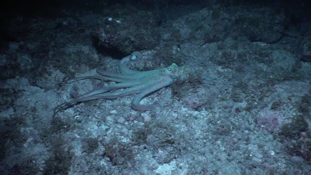 During a night dive an iridescent octopus, crawls and explores across the reef. The octopus appears to punch a reef fish hidden underneath of am algae covered rock.