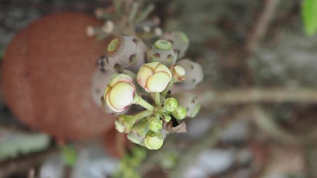 Sal tree flowers and fruits are revered according to Buddhist beliefs.