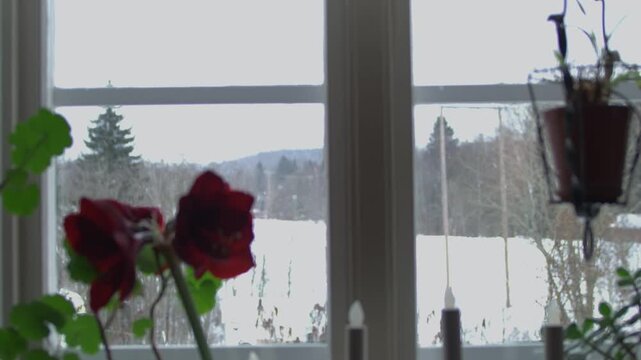 A red flower in the window with winter view behind.