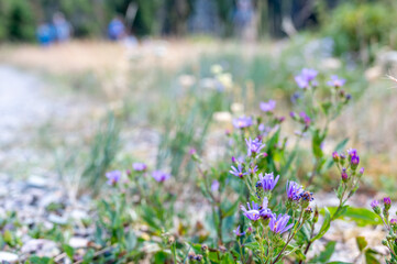 Purple wildflowers bloom along a gravel path in a serene outdoor setting during late afternoon