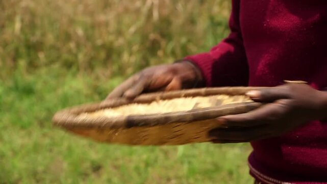 Rwanda quinoa harvest: farmer's dark hands holding woven basket brimming with golden threshed quinoa grains on green field backdrop