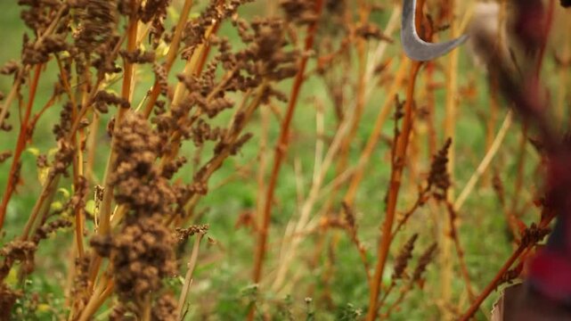Closeup farmer's hand with sickle cutting golden quinoa seedheads amid dry brown panicles and green stalks in Rwanda field