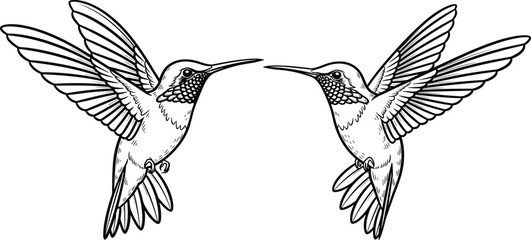 Symmetrical line art of two hummingbirds flying toward each other with blue outlines isolated on white background for nature and bird designs © Rubina