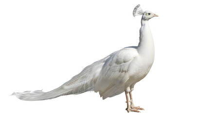 Obraz premium Majestic white peacock standing proudly with feathers spread out against a clean white background
