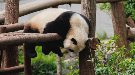 Giant panda sleeping  in the zoo © lzf