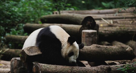 Giant panda sleeping  in the zoo © lzf