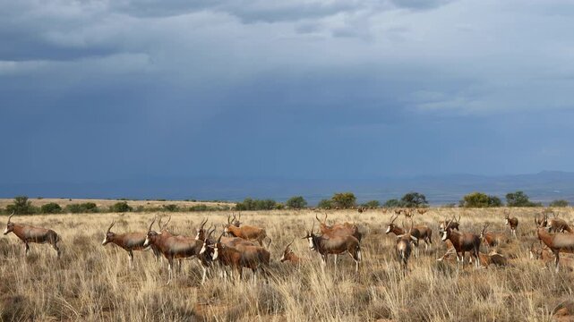 A herd of blesbok antelopes (Damaliscus pygargus) in late afternoon light with stormy sky, Mountain Zebra National Park, South Africa