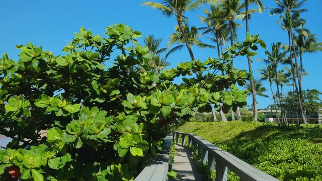 Terminalia catappa is a large tropical tree in the leadwood tree family, Combretaceae. country almond, Indian almond, Malabar almond. Mōkapu Beach. Wailea Beach Paths, South Maui, Hawaii. 
