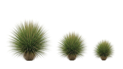 Obraz premium Three Green Whisk Fern Plants in Different Sizes on White Background