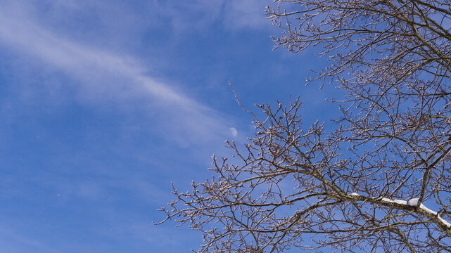 Bare tree branches covered in frost against a blue winter sky with a faint daytime moon visible in the background.