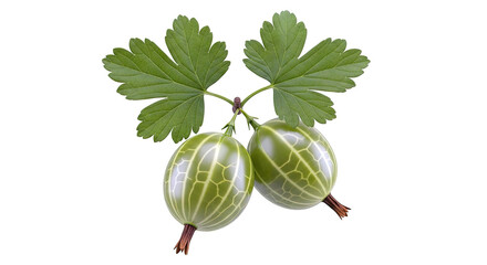 Two Green Gooseberries with Leaves on a White Background