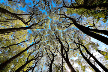 Trees and Sky © Sabphoto