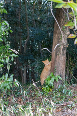 Obraz premium Cat in the forest