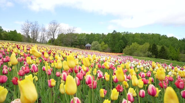 北の大地で色とりどりに咲くチューリップ