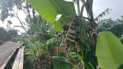 Green bananas hang unripe from a banana tree, surrounded by large tropical leaves next to a road with a glimpse of a passing motorcycle and distant buildings.