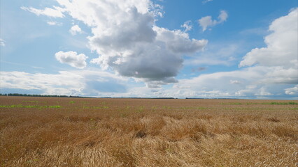 Fototapeta premium A Beautiful Scenic Open Field Under a Bright Blue Sky with Fluffy White Clouds All Around