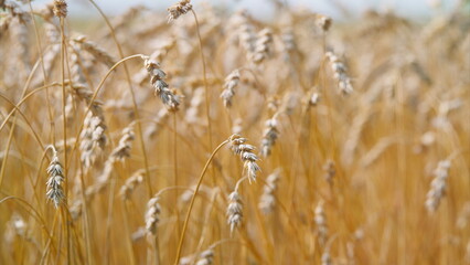 Golden Wheat Fields Stretching Beautifully Under a Clear Blue Sky and Gentle Summer Breeze