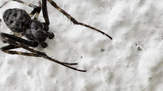 Spider on white background ( Nuctenea umbratica), the walnut orb - weaver spider - macro, closeup