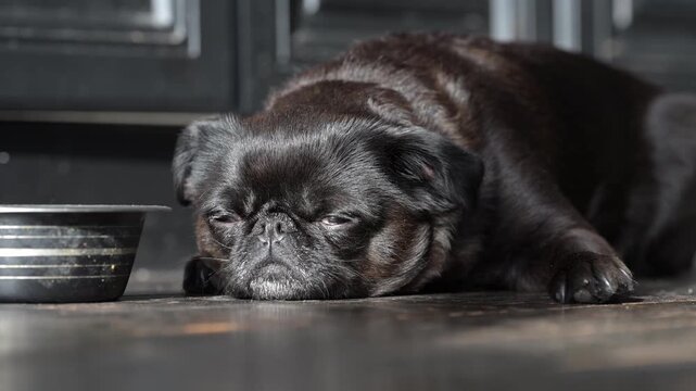 Black Brussels Griffon lying on floor with sad eyes, refusing food. Concept of canine illness, loss of appetite, and nutritional care for sick dogs.