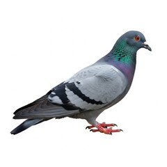 A close-up view of a pigeon with vibrant feathers and a red foot standing on a white background