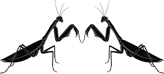 Black and white vector illustration of two praying mantis silhouettes facing each other, symmetrical insect design on a plain background. © "Hello"