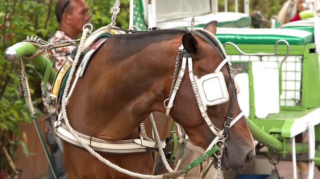 Traditional Horse Drawn Kalesa Carriage in Intramuros Manila Philippines