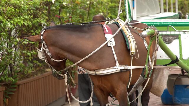 Traditional Horse Drawn Kalesa Carriage in Intramuros Manila Philippines