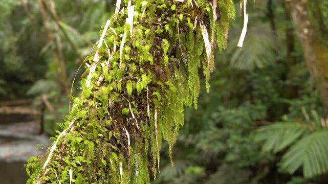 Moss and Ferns Growing on a Tree Trunk in Palau Rainforest