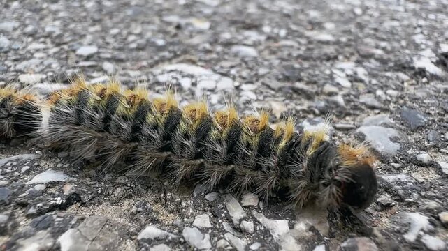 The pine processionary moth (Thaumetopoea pityocampa)