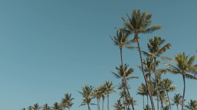 The coconut (Cocos nucifera) is a member of the palm family (Arecaceae) and the only living species of the genus Cocos. Mōkapu Beach. Wailea Beach Paths, South Maui, Hawaii.
