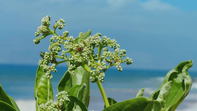 Heliotropium arboreum is a species of flowering plant in the family Heliotropiaceae. velvetleaf soldierbush, tree heliotrope. Mōkapu Beach. Wailea Beach Paths, South Maui, Hawaii. 
