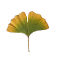 Ginkgo leaf with frost isolated on white