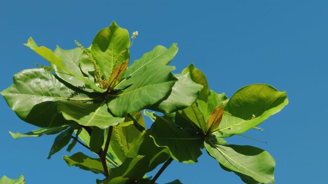 Terminalia catappa is a large tropical tree in the leadwood tree family, Combretaceae. country almond, Indian almond, Malabar almond. Mōkapu Beach. Wailea Beach Paths, South Maui, Hawaii.