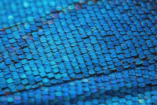 Extreme macro photography of vibrant blue iridescent morpho butterfly wing scales