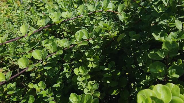 Vitex rotundifolia, the roundleaf chastetree or beach vitex, is a species of flowering plant in the sage family Lamiaceae.  Mōkapu Beach. Wailea Beach Paths, South Maui, Hawaii.