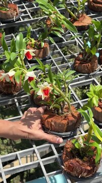 Close-up of a gardener's hands carefully moving a small pot of  Dendrobium Frosty Dawn Orchid flower with white petals and vibrant orange-red lip blooming in a tropical greenhouse nursery.