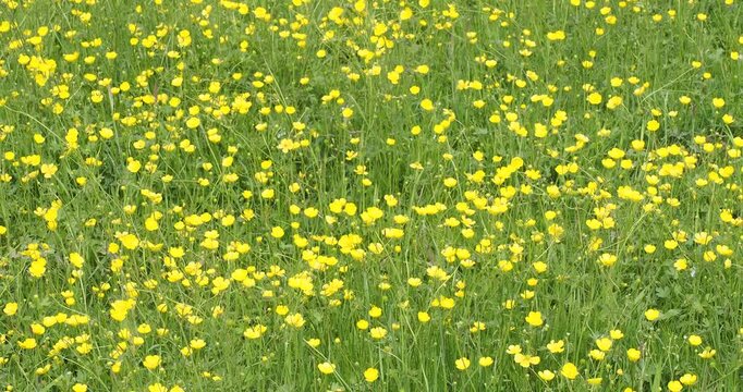 (Ranunculus acris) A field of meadow buttercups with majestic yellow flowers dotting a meadow of tiny suns on tall green stems swaying in the wind
