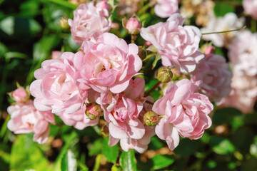 Obraz premium A cluster of delicate pink garden roses with fresh green leaves blooming vibrantly in natural sunlight. Ideal for beauty, nature, and romantic themes