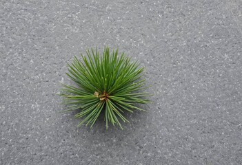 Close-up of a fir branch on a stone surface